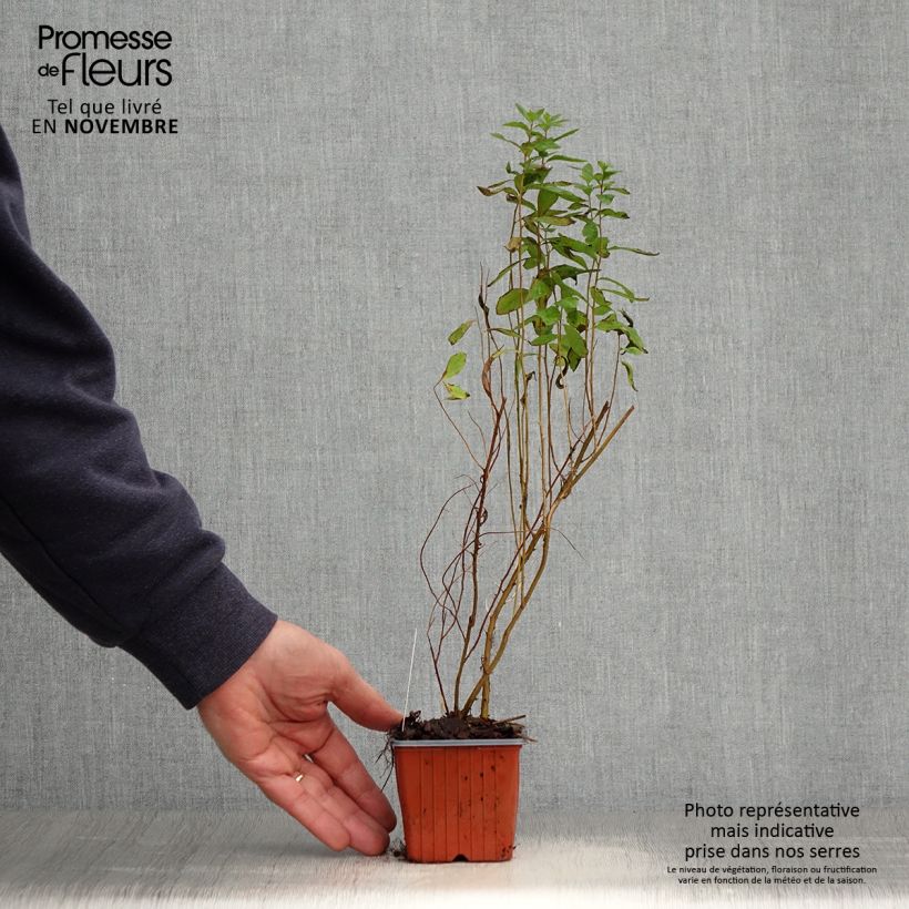 Amostra de Spiraea billardii Vaso de 8/9 cm tal como entregue no outono