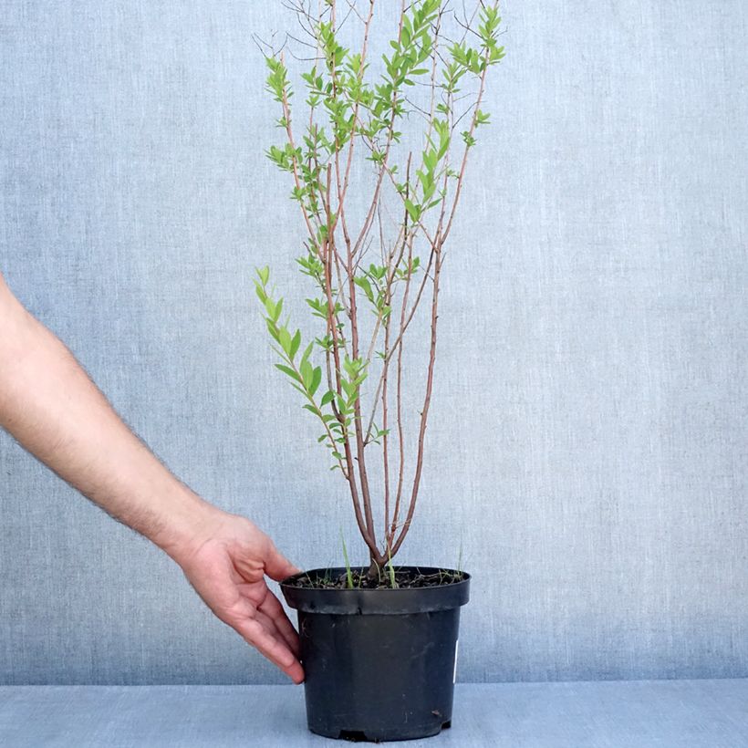 Amostra de Spiraea billardii Vaso de 3 L/4 L tal como entregue no verão