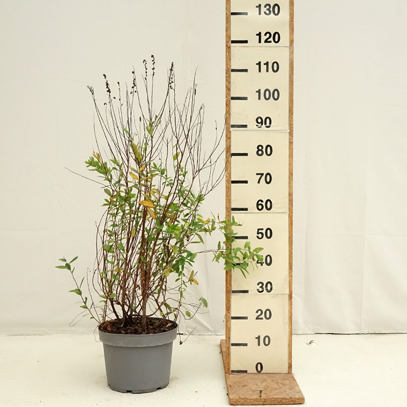Amostra de Spiraea billardii - Spirée Vaso de 7,5 L/10 L tal como entregue no outono