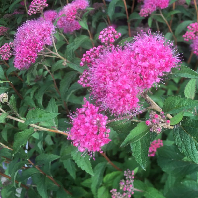 Spiraea bumalda Superstar (Floração)
