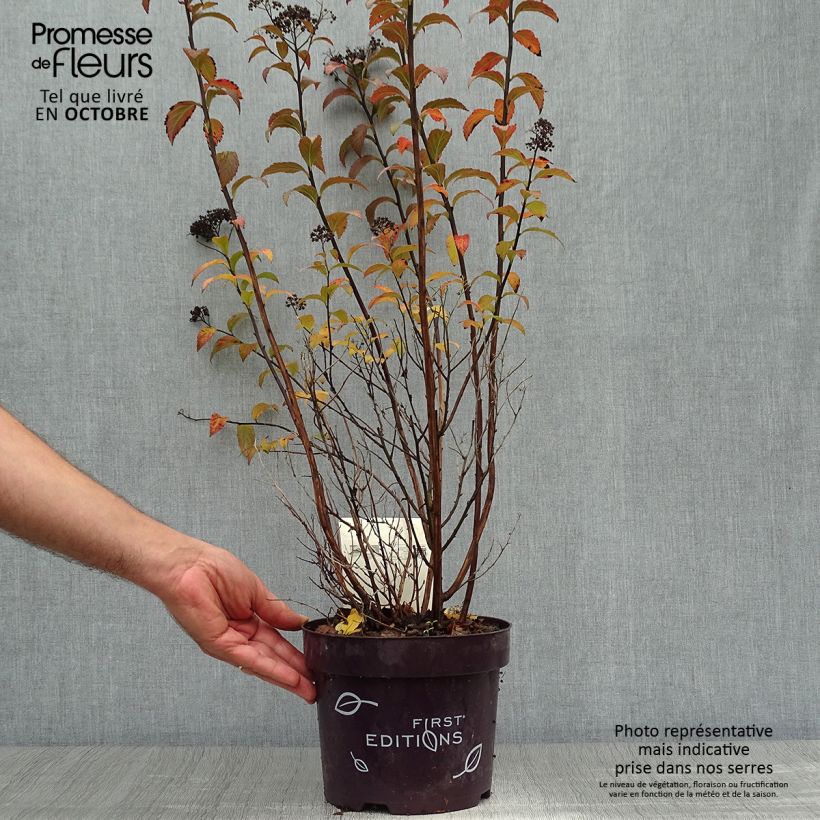 Amostra de Spiraea bumalda Superstar Vaso de 3 L/4 L tal como entregue no outono