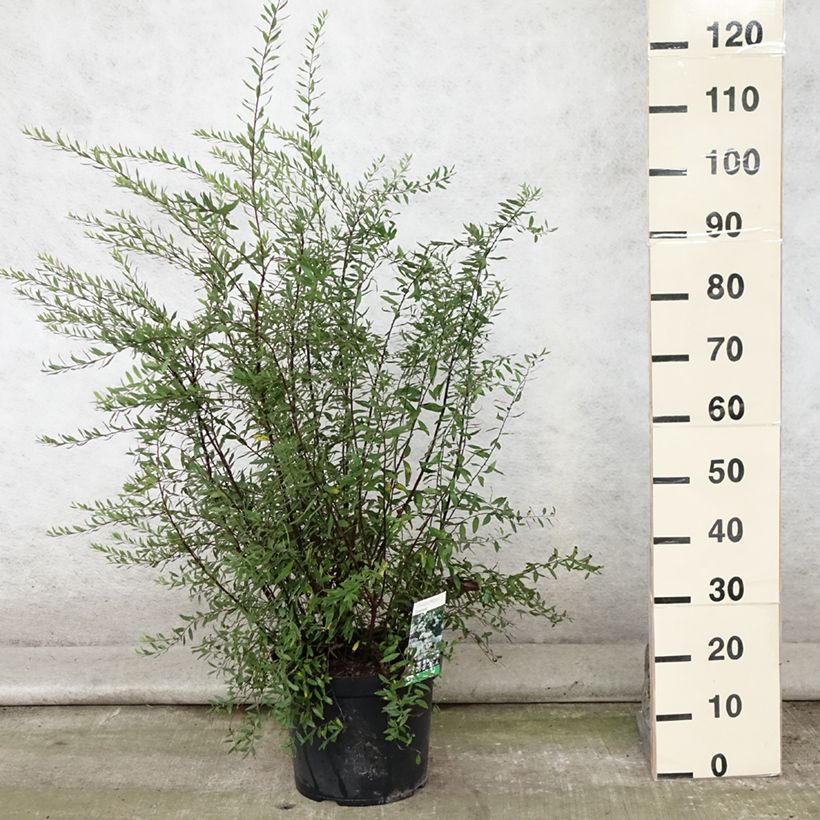 Amostra de Spiraea cinerea Graciosa Vaso de 7,5 L/10 L tal como entregue no verão
