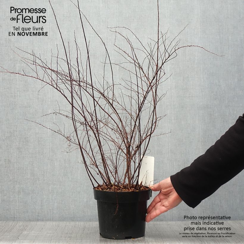 Amostra de Spiraea cinerea Graciosa Vaso de 2 L/3 L tal como entregue no outono