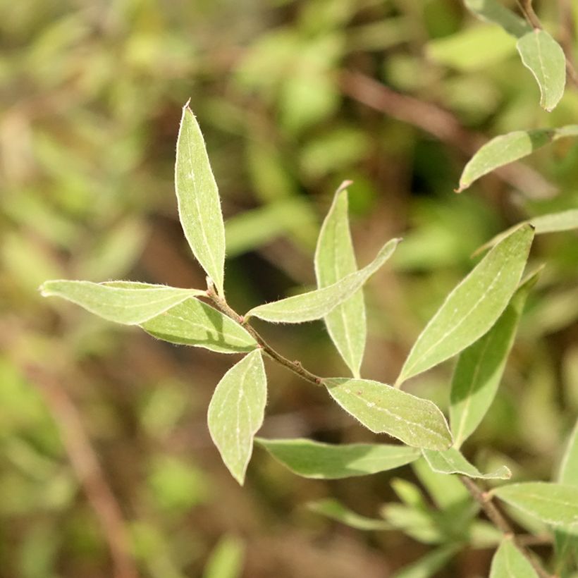 Spiraea cinerea Graciosa (Folhagem)