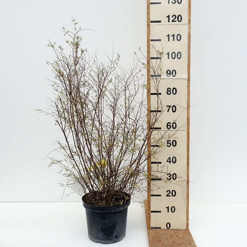 Amostra de Spiraea cinerea Graciosa Vaso de 7,5 L/10 L tal como entregue no outono