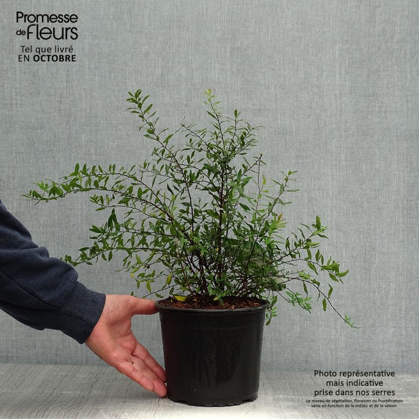 Amostra de Spiraea cinerea Grefsheim Vaso de 3 L/4 L tal como entregue no outono