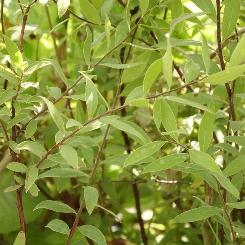 Spiraea cinerea Grefsheim (Folhagem)