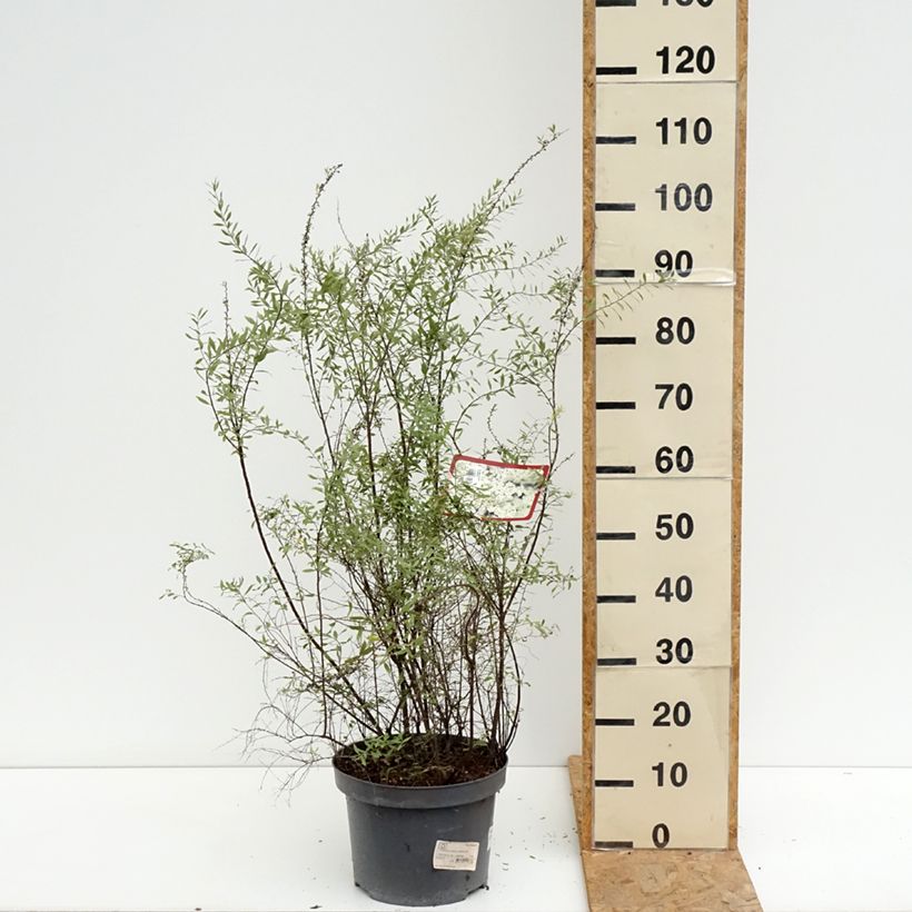 Amostra de Spiraea cinerea Grefsheim Vaso de 7,5 L/10 L tal como entregue no verão