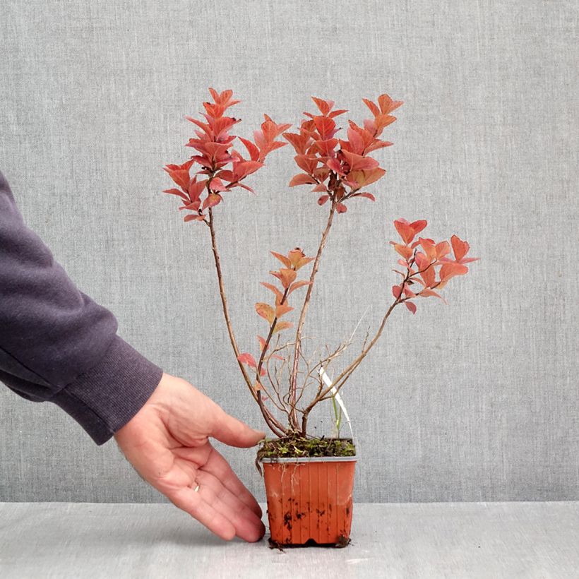 Amostra de Spiraea densiflora Vaso de 8/9 cm tal como entregue no outono