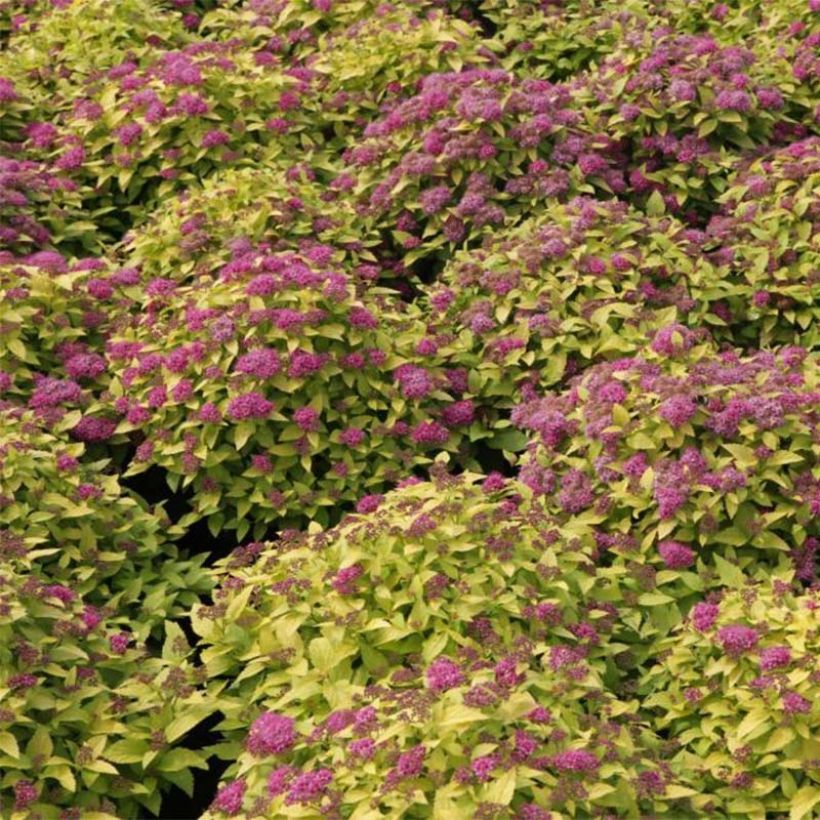 Espireia-japonesa Double Play Gold - Spiraea japonica (Floração)