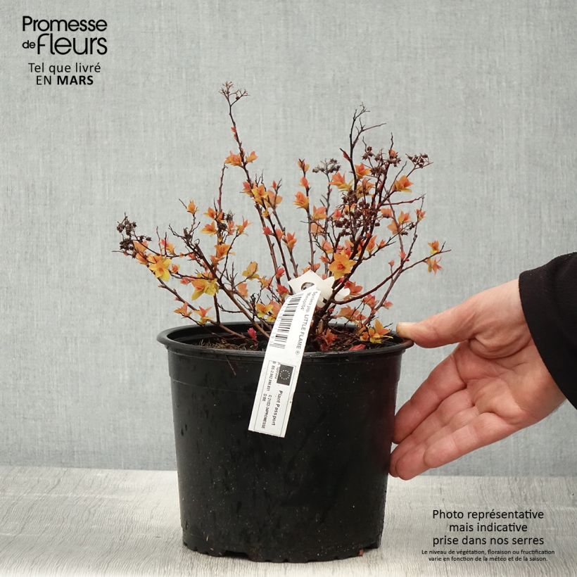 Amostra de Spiraea japonica Little Flame - Spirée japonaise Pot de 2L/3L tal como entregue na primavera