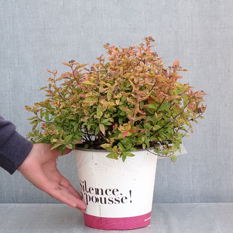 Amostra de Espireia-japonesa Little Flame - Spiraea japonica Vaso de 2 L/3 L tal como entregue no outono