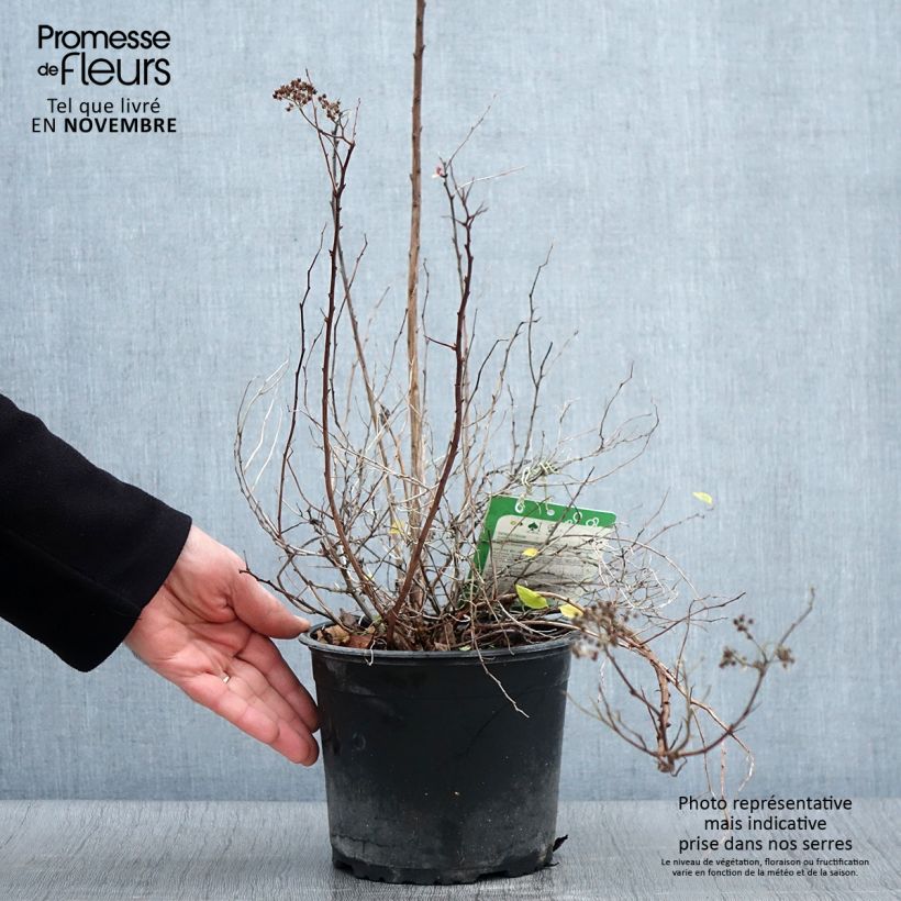 Amostra de Espireia-japonesa Merlo Green - Spiraea japonica Vaso de 2 L/3 L tal como entregue no outono