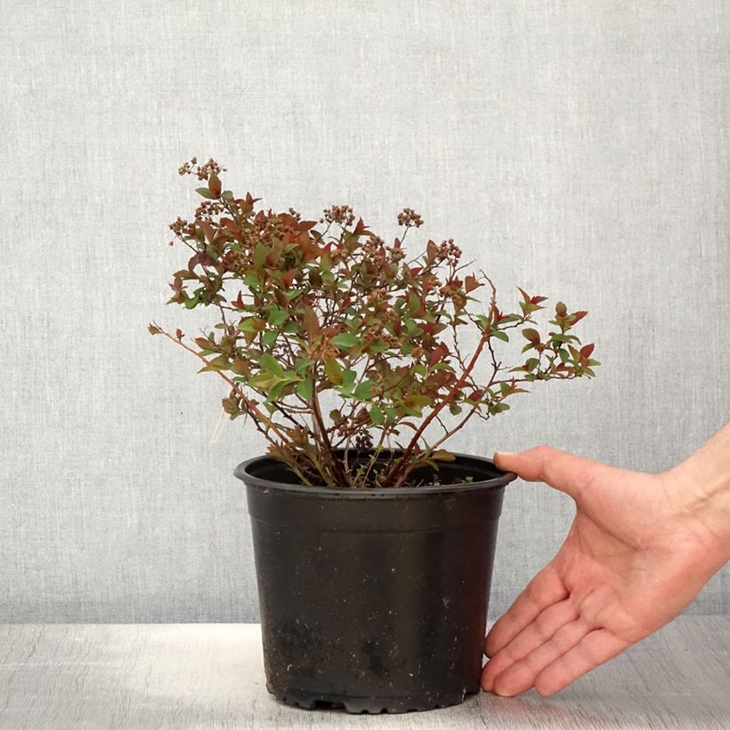 Amostra de Espireia-japonesa Merlo Green - Spiraea japonica Vaso de 2 L/3 L tal como entregue na primavera