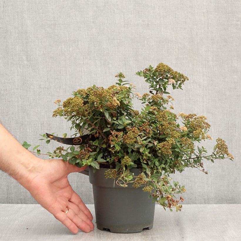 Amostra de Espireia-japonesa Odessa - Spiraea japonica Vaso de 2 L/3 L tal como entregue no verão