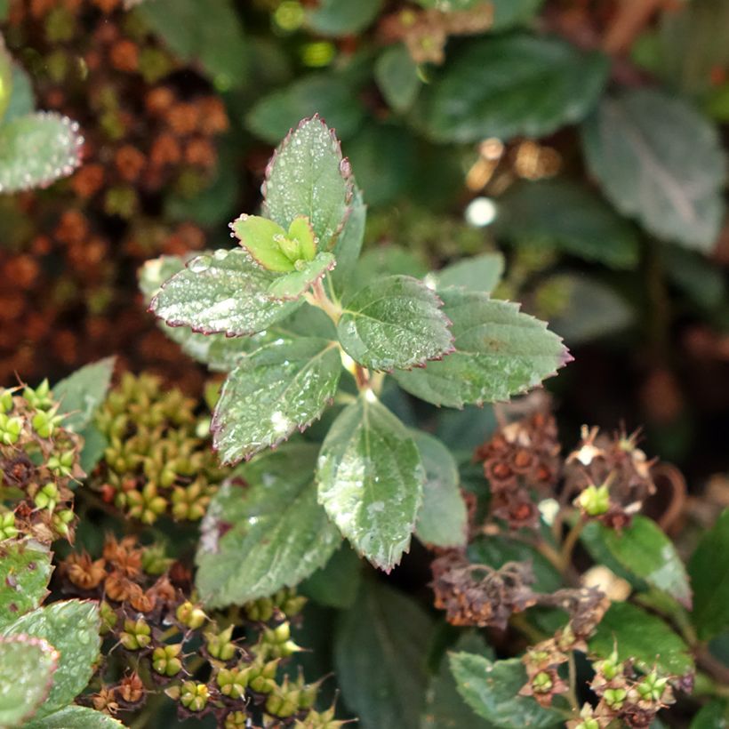 Espireia-japonesa Odessa - Spiraea japonica (Folhagem)