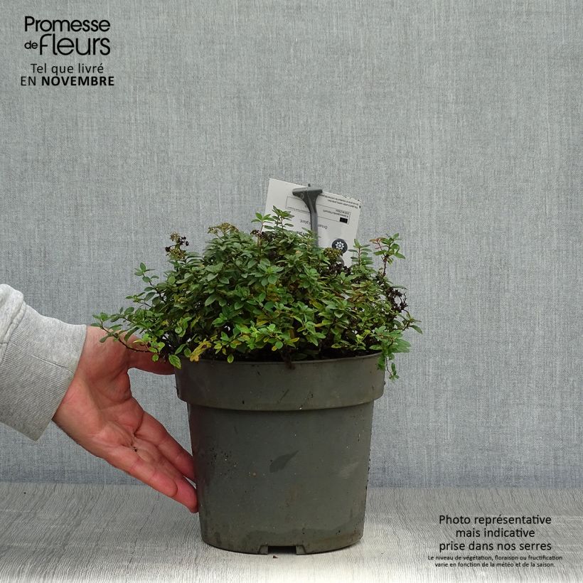 Amostra de Spiraea japonica Odessa - Spirée japonaise Pot de 2L/3L tal como entregue no outono