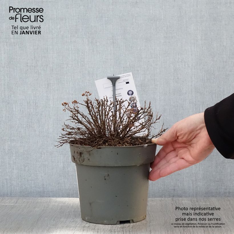 Amostra de Spiraea japonica Odessa - Spirée japonaise Vaso de 2 L/3 L tal como entregue no inverno