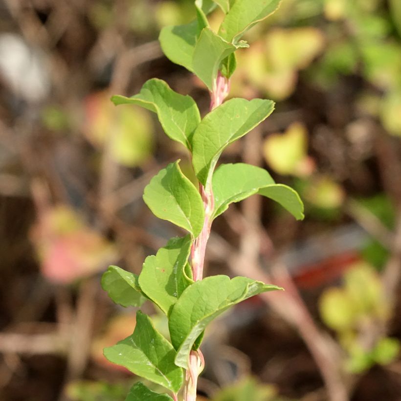 Espireia June Bride - Spiraea nipponica (Folhagem)