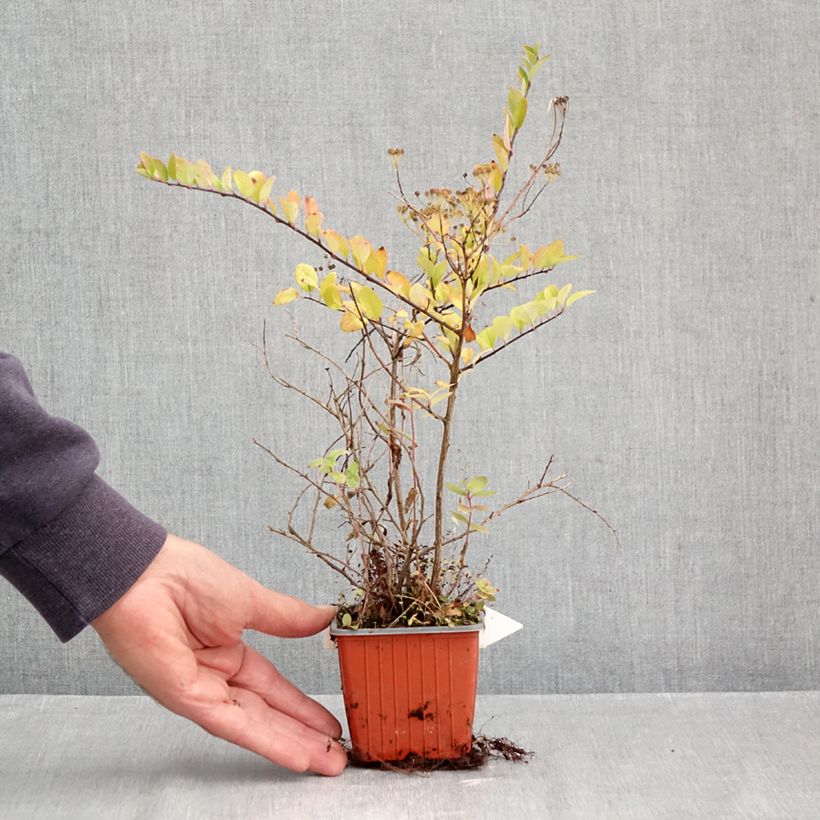 Amostra de Espireia June Bride - Spiraea nipponica Vaso de 8/9 cm tal como entregue no outono