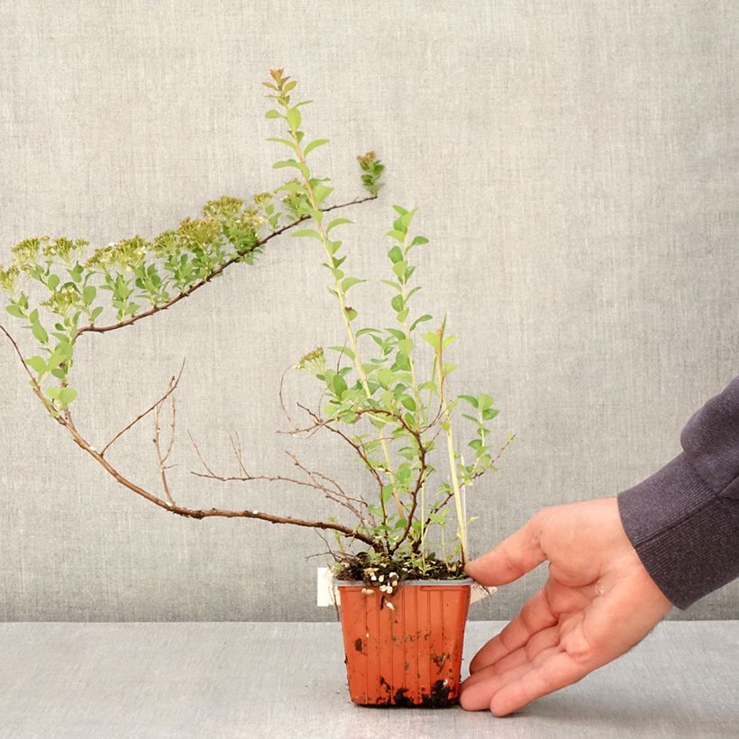 Amostra de Espireia June Bride - Spiraea nipponica Vaso de 8/9 cm tal como entregue na primavera