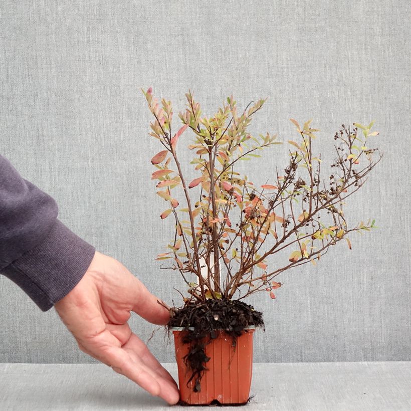 Amostra de Espireia Snowmound - Spiraea nipponica Vaso de 8/9 cm tal como entregue no outono