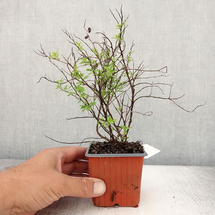 Amostra de Espireia Snowmound - Spiraea nipponica Vaso de 8/9 cm tal como entregue no verão