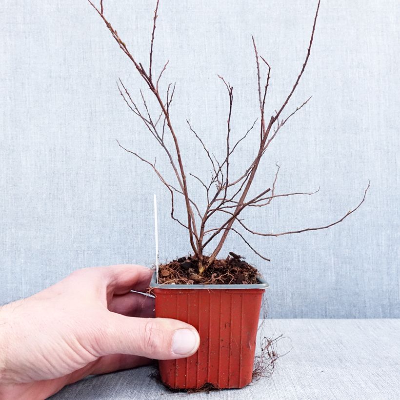 Amostra de Espireia Snowmound - Spiraea nipponica Vaso de 8/9 cm tal como entregue no inverno