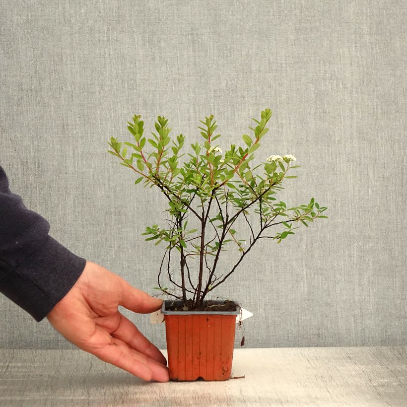 Amostra de Espireia Snowmound - Spiraea nipponica Vaso de 8/9 cm tal como entregue na primavera