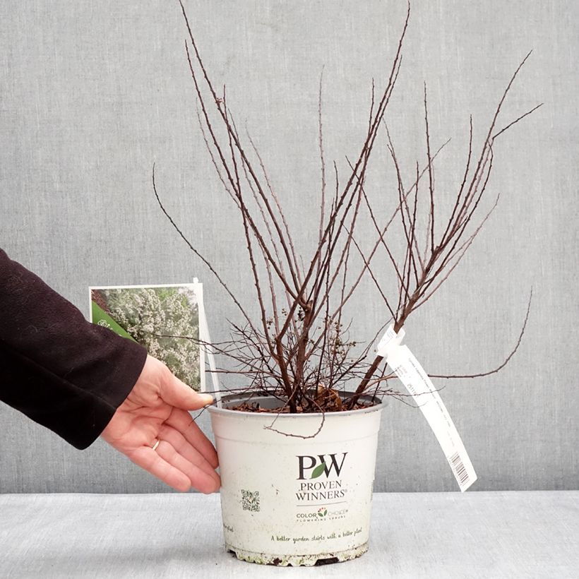 Amostra de Espireia Wedding Cake - Spiraea nipponica Vaso de 3 L/4 L tal como entregue no inverno