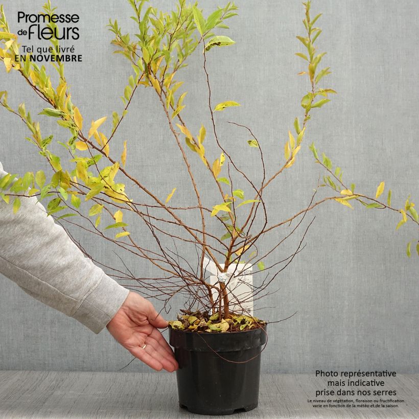 Amostra de Spiraea prunifolia Goldfire Vaso de 3 L/4 L tal como entregue no outono