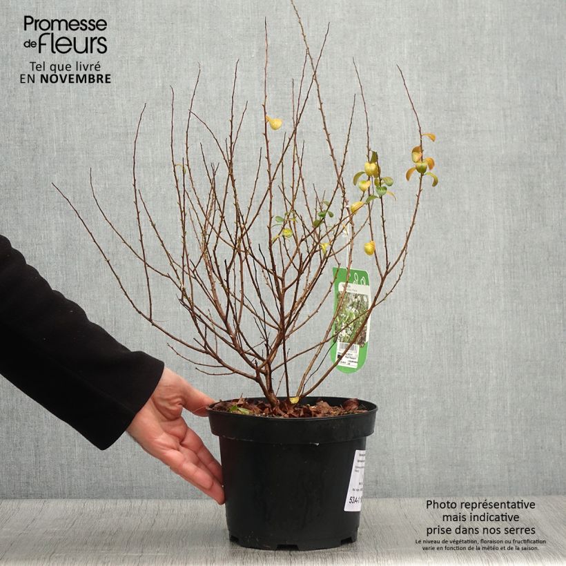 Amostra de Spiraea prunifolia Plena Vaso de 2 L/3 L tal como entregue no outono