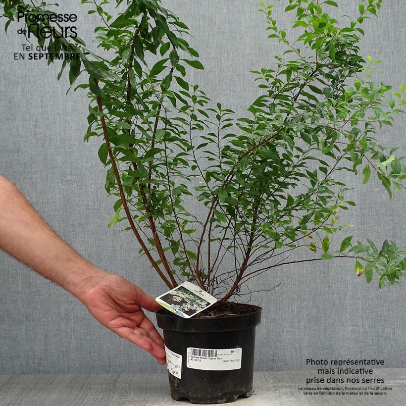 Amostra de Spiraea thunbergii Fujino Pink Vaso de 3 L/4 L tal como entregue no outono