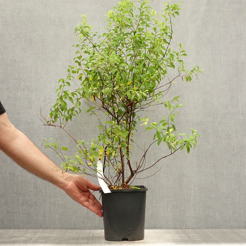 Amostra de Spiraea thunbergii Fujino Pink Vaso de 3 L/4 L tal como entregue no verão