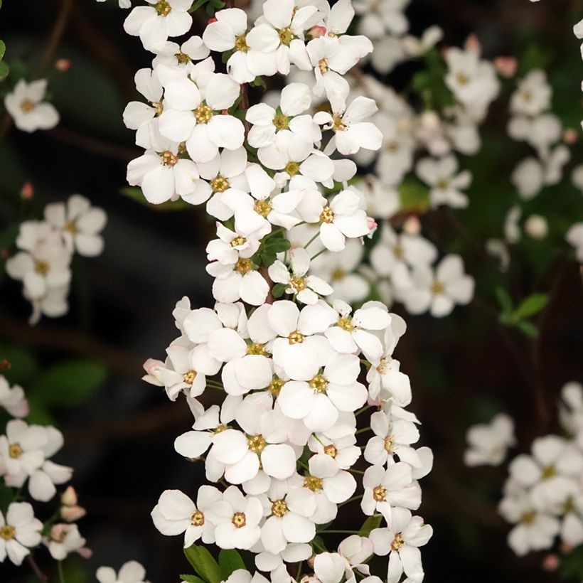 Spiraea thunbergii Fujino Pink (Floração)