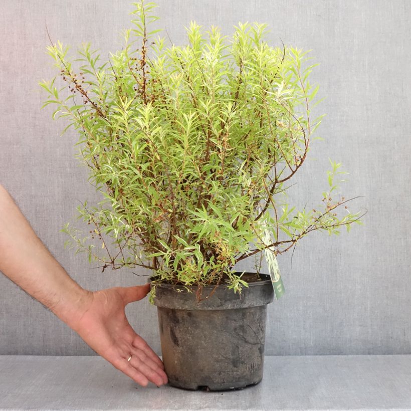 Amostra de Spiraea thunbergii Mount Fuji - Spirée de Thunberg Pot de 4L/5L tal como entregue na primavera