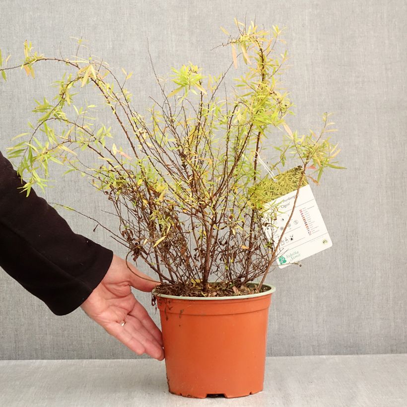 Amostra de Spiraea thunbergii Ogon Vaso de 3 L/4 L tal como entregue no outono