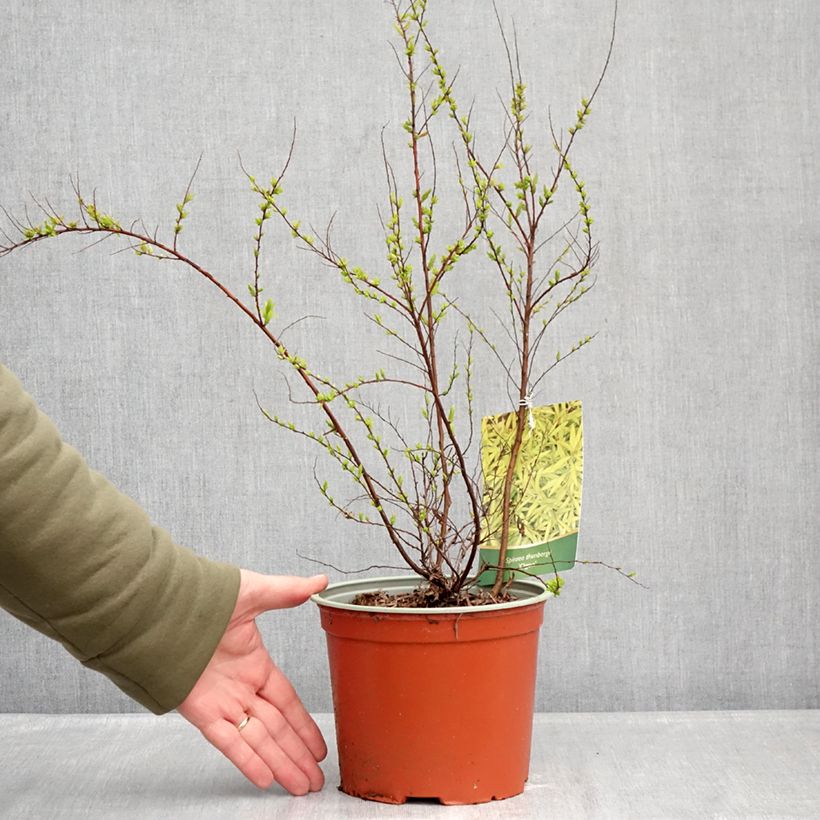 Amostra de Spiraea thunbergii Ogon Vaso de 3 L/4 L tal como entregue no inverno