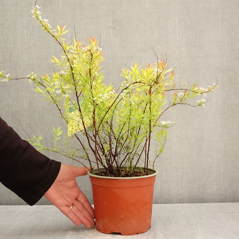 Amostra de Spiraea thunbergii Ogon Vaso de 3 L/4 L tal como entregue na primavera