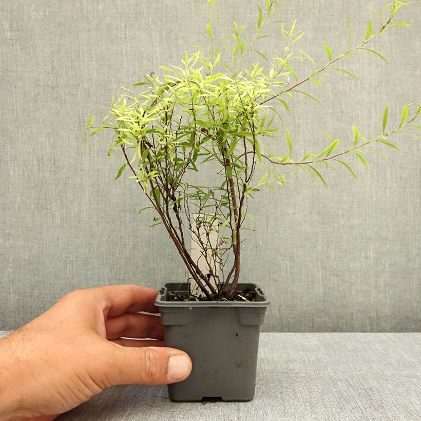Amostra de Spiraea thunbergii Vaso de 8/9 cm tal como entregue no verão