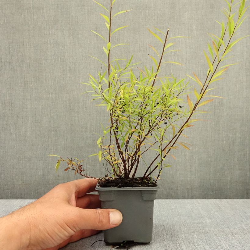 Amostra de Spiraea thunbergii Vaso de 8/9 cm tal como entregue na primavera