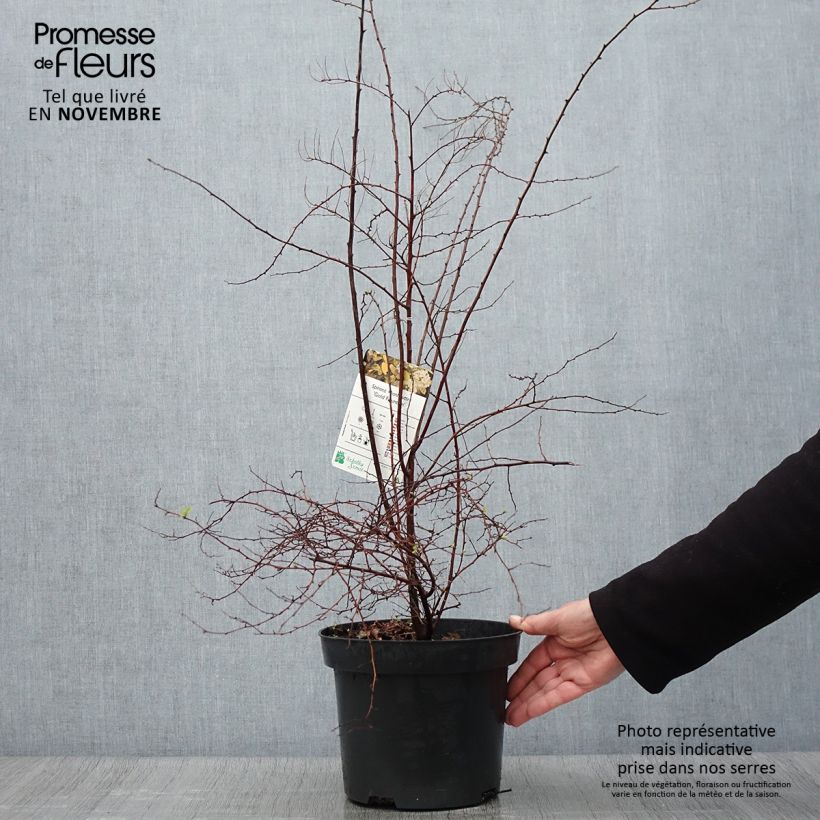 Amostra de Spiraea vanhouttei Gold Fountain Vaso de 3 L/4 L tal como entregue no outono