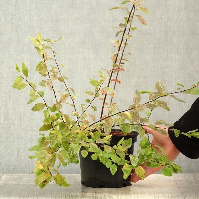 Amostra de Spiraea vanhouttei Pink Ice Vaso de 3 L/4 L tal como entregue no verão