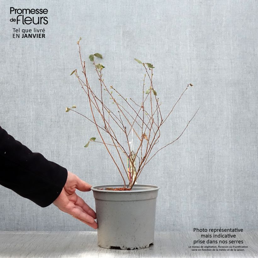 Amostra de Spiraea vanhouttei Pink Ice - Spirée de Van Houtte panachée Vaso de 3 L/4 L tal como entregue no inverno