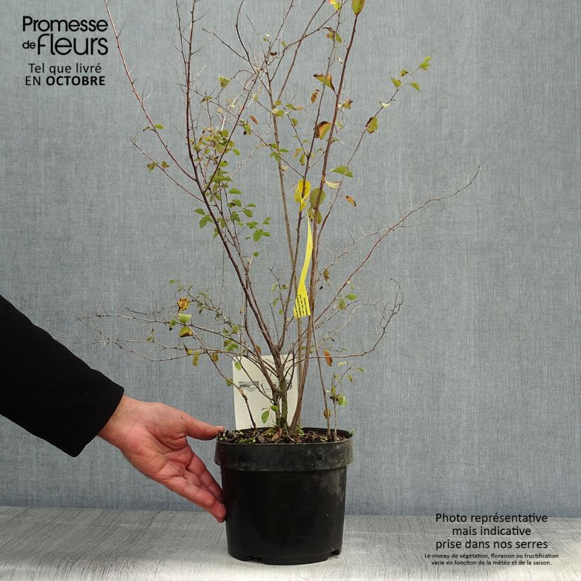 Amostra de Spiraea vanhouttei Vaso de 2 L/3 L tal como entregue no outono