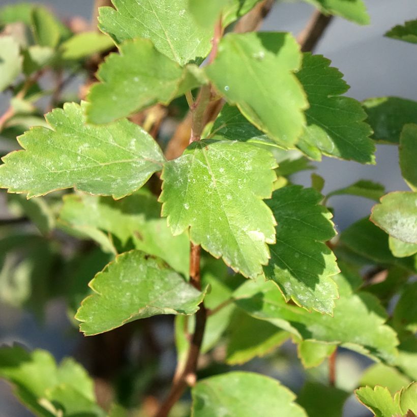Spiraea vanhouttei (Folhagem)