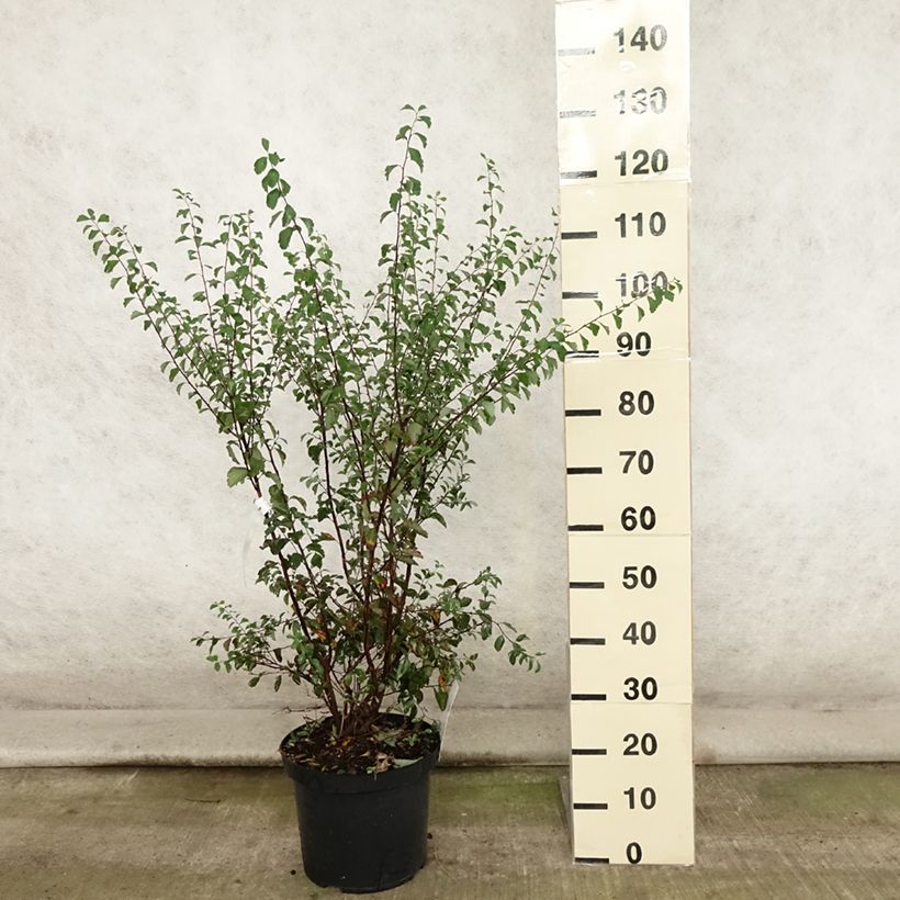 Amostra de Spiraea vanhouttei Vaso de 6 L/7 L tal como entregue no verão