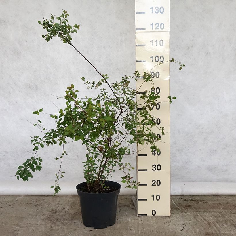 Amostra de Spiraea vanhouttei Vaso de 6 L/7 L tal como entregue na primavera