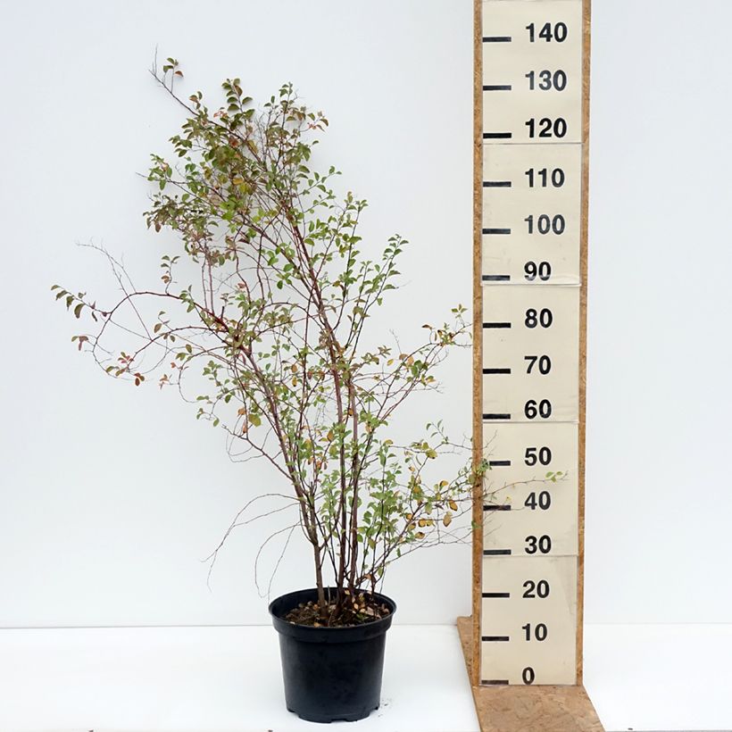 Amostra de Spiraea vanhouttei Vaso de 6 L/7 L tal como entregue no outono