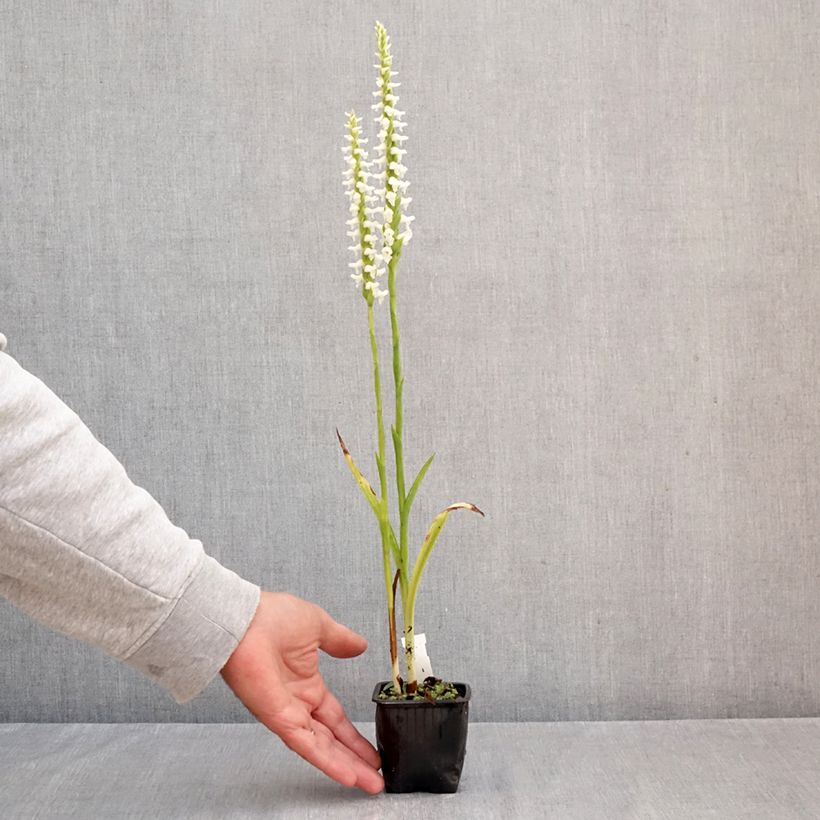 Amostra de Spiranthes cernua var. odorata Chadd's Ford Vaso de 8/9 cm tal como entregue no outono